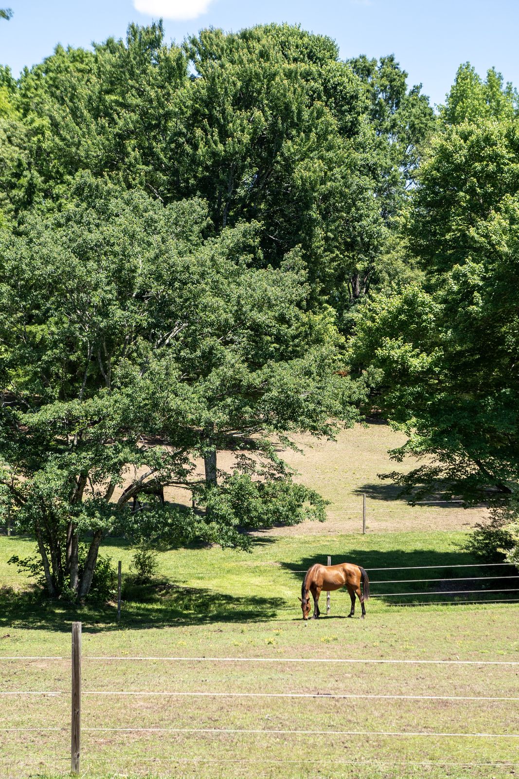 Horse grazing in the pasture