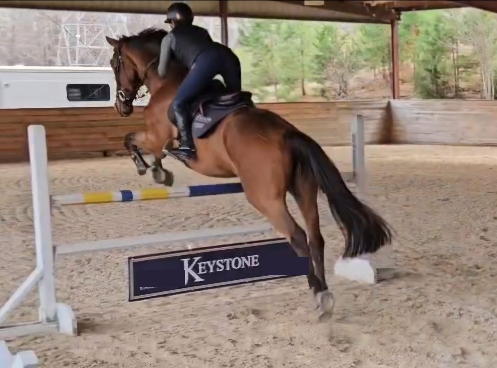 Bay schooling over a jump in the home arena